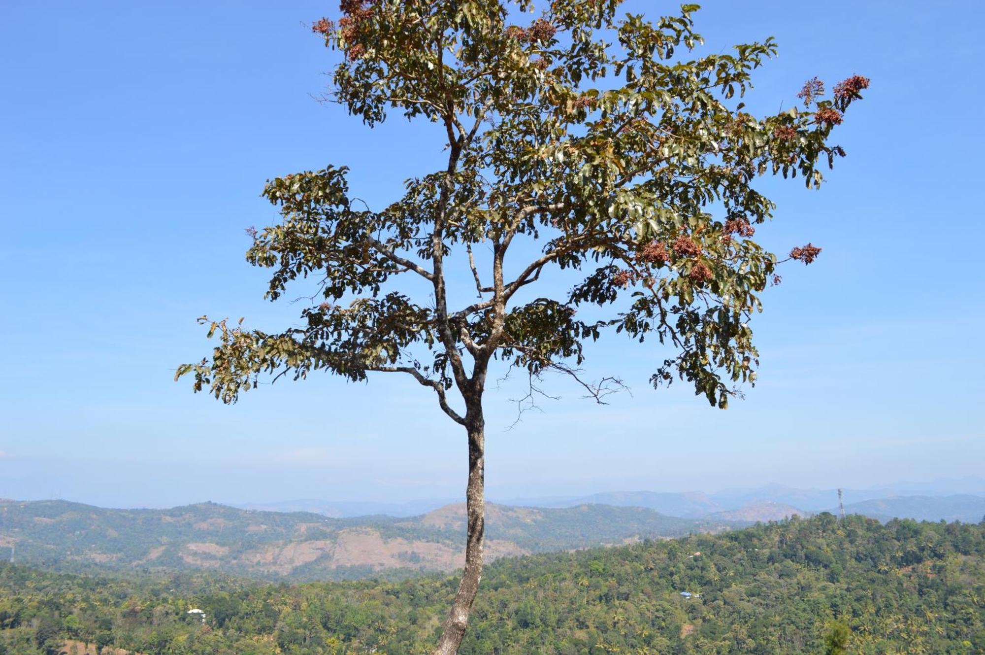 Ashramam Health Resort Kattappana Exterior foto
